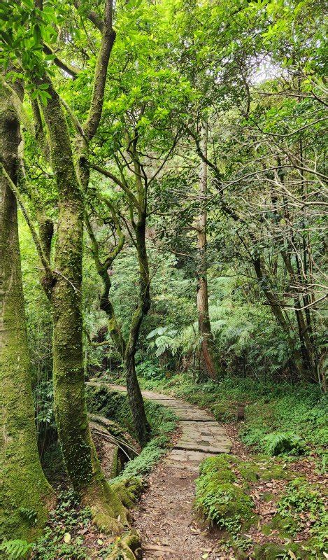 七星瀑布|絹絲瀑布步道，黃嶺埔山，苗圃登山口上七星山，七星。